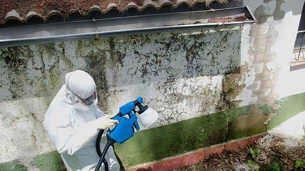 Mold Removal service in Rich Square